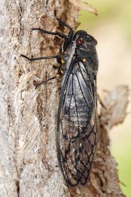 Redeye cicada, photo by Fir0002/Flagstaffotos